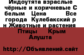 Индоутята взраслые чёрные и коричневые С белым › Цена ­ 450 - Все города, Кулебакский р-н Животные и растения » Птицы   . Крым,Алушта